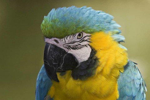 Blue-and-yellow Macaw (Ara ararauna), Arizona, USA, North America