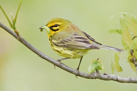Prairie Warbler (Setophaga discolor) male, Ontario, Canada, North America