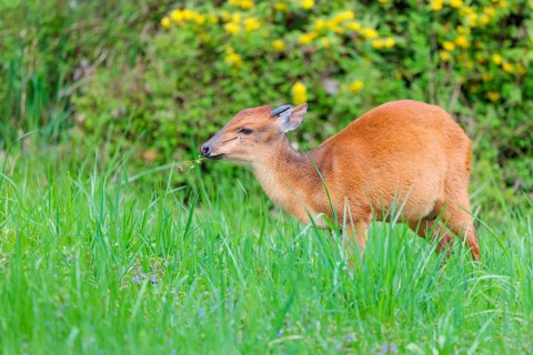 A male Red Forest Duiker (Cephalophus natalensis) stands in a green meadow, eating grass and herbs