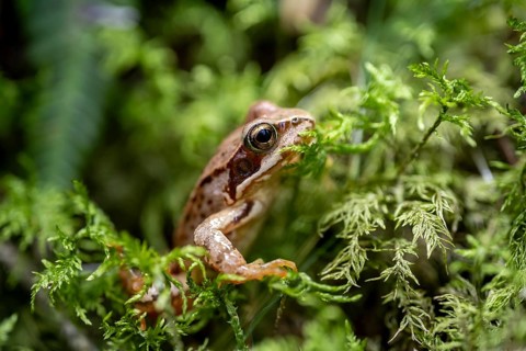 Grass frog (Rana temporaria) in moss, close-up, Tyrol, Austria, Europe
