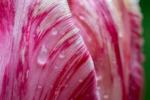 Detail, pink-red-white flower, tulip (Tulipa), pearly water droplets