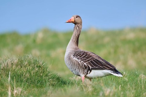 Greylag goose (Anser anser) on a field, wildlife, Helgoland, Germany, Europe