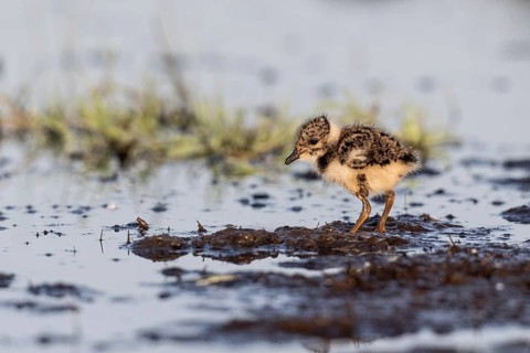 Young lapwing (Vanellus vanellus), Lower Saxony, Germany, Europe