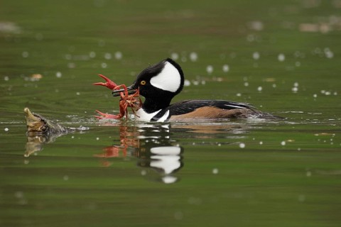 Male Hooded Merganser (Lophodytes cucullatus) with freshwater crawfish
