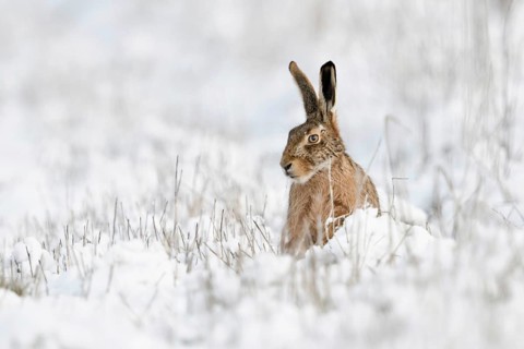 European Hare (Lepus europaeus) adult in snowy meadow, North Rhine-Westphalia, Germany, Europe
