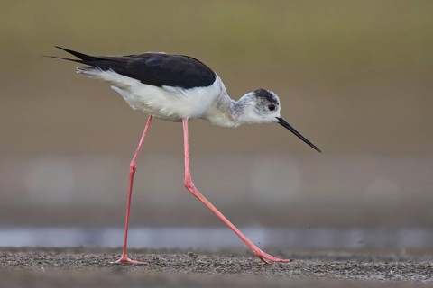 Black-winged Stilt (Himantopus himantopus) female foraging, North Rhine-Westphalia, Germany, Europe