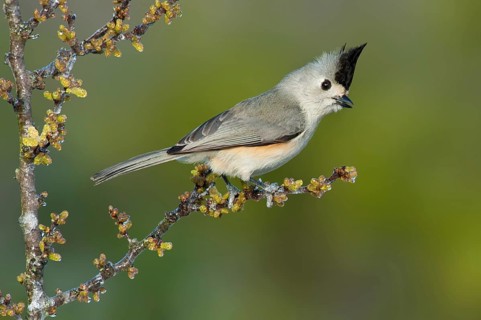 Black-crested Titmouse (Baeolophus atricristatus), Texas, USA, North America