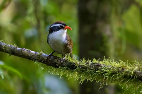 Coral-billed Scimitar Babbler (Pomatorhinus ferruginosus) perched on a branch, Ngoc Linh, Vietnam,