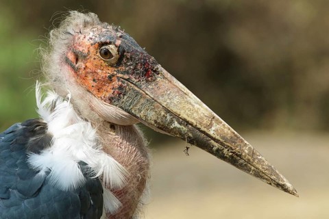 Marabou Stork (Leptoptilos crumenifer), Uganda, Africa
