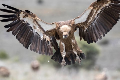 Griffon Vulture (Gyps fulvus) landing, Castile and Leon, Spain, Europe