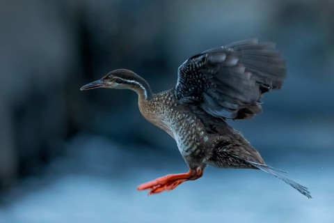 African Finfoot (Podica senegalensis) female flying, Mpumalanga, South Africa, Africa