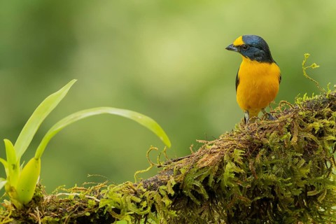 Schwalbenorganist, Yellow-throated euphonia, Euphonia hirundinacea