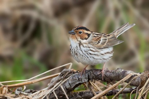 Little Buntint - Zwergammer - Emberiza pusilla, Russia, Europe