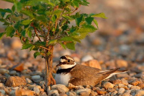 Little Ringed Plover (Charadrius dubius) on nest, Saxony-Anhalt, Germany, Europe
