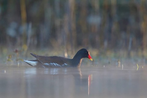 Common Moorhen (Gallinula chloropus), North Rhine-Westphalia, Germany, Europe