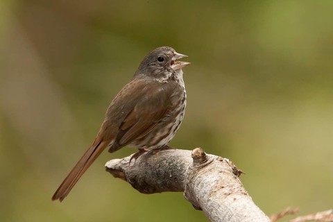Thick-billed Fox Sparrow (Passerella megarhyncha) male singing, California, USA, North America