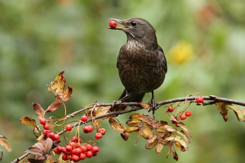 Common Blackbird (Turdus merula) female, Lower Saxony, Germany, Europe