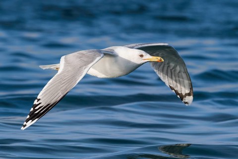 Caspian Gull (Larus cachinnans) flying, Eilat, Israel, Asia