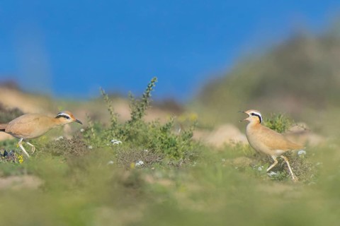 Cream-colored Courser (Cursorius cursor) perched on the ground, Fuerteventura, Spain, Europe