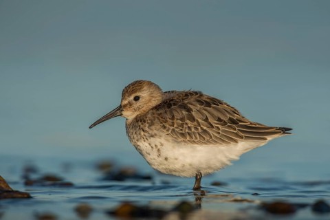 Dunlin (Calidris alpina), Schleswig-Holstein, Germany, Europe