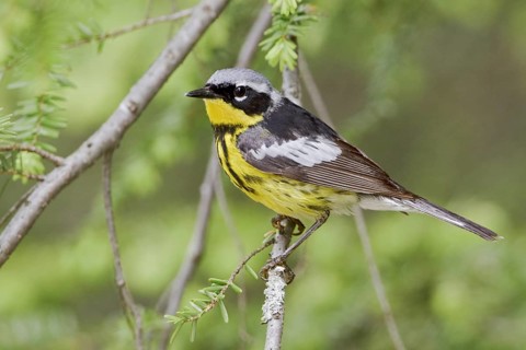 Magnolia Warbler (Setophaga magnolia), Ontario, Canada, North America
