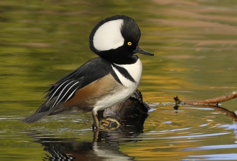 Hooded Merganser (Lophodytes cucullatus) male, British Columbia, Canada, North America