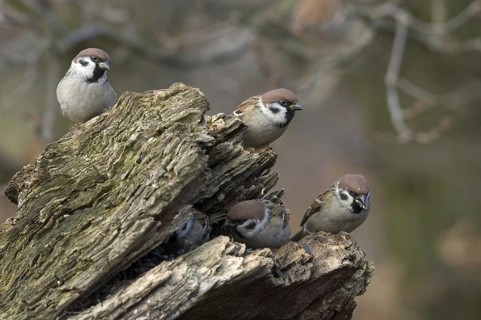 Eurasian Tree Sparrow (Passer montanus), Saxony, Germany, Europe