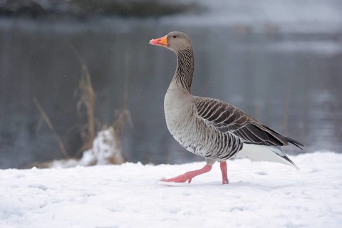 Graugans, lat. Anser anser, läuft am verschneiten Schneeufer