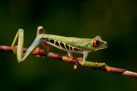 Red-eyed tree frog, Agalychnis callidryas