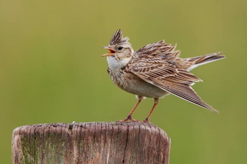 Eurasian Skylark (Alauda arvensis) singing from pale, North Rhine-Westphalia, Germany, Europe