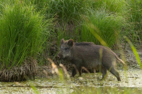 Wild boar (Sus scrofa), water, reeds, Lower Austria