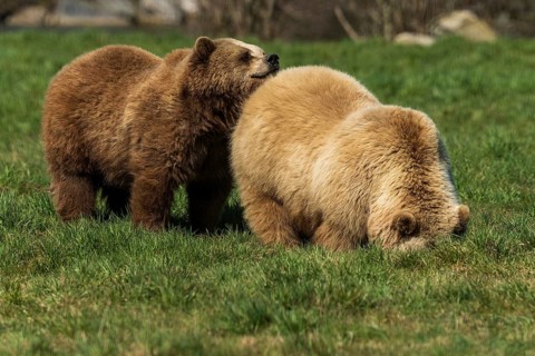 Two bears in a meadow, one is curious and sniffs the other, brown bear (Ursus (arctos), Germany,