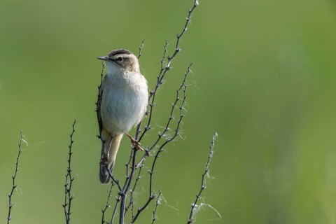 Reed Warbler (Acrocephalus schoenobaerus), Lower Saxony, Germany, Europe