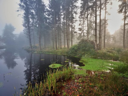 Ballmoos forest reserve, raised bog in the fog, Lieliwald, Lindenberg, Horben, Canton Lucerne,