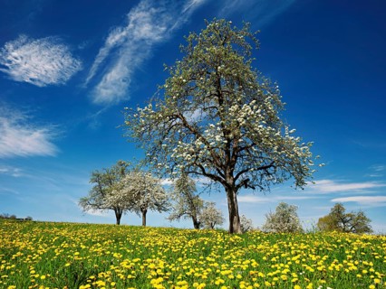 Field of flowering dandelions and pear trees (Pyrus communis), Beinwil, Freiamt, Canton Aargau,