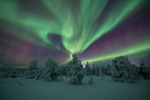 Northern lights over winter landscape, snow-covered trees, Riisitunturi National Park, Posio,