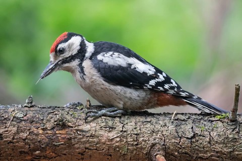 Great Spotted Woodpecker (Dendrocopos major) juvenile, Lower Saxony, Germany, Europe