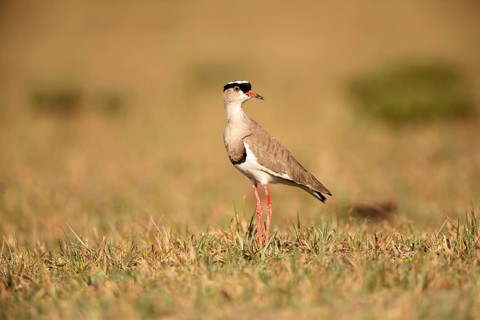 Crowned Lapwing (Vanellus coronatus), Lake Langano, Ethiopia, Africa