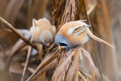 Bearded Reedling (Panurus biarmicus) pair perched on reeds, Baden-Wuerttemberg, Germany, Europe