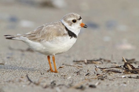 Piping Plover (Charadrius melodus), Newfoundland, Canada, North America