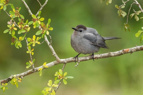 Grey Catbird (Dumetella carolinensis) perched on a branch, Texas, USA, North America