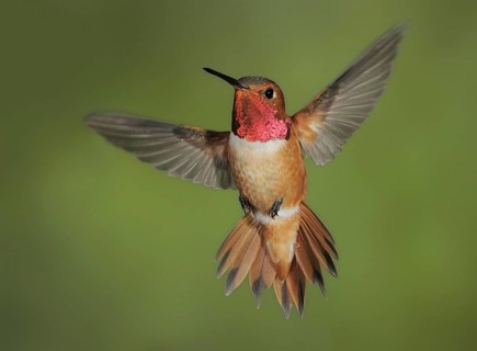 Rufous Hummingbird (Selasphorus rufus) male, British Columbia, Canada, North America
