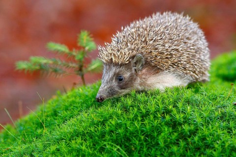 Hedgehog in green moss with orange background during autumn. Wildlife scene from nature. Funny