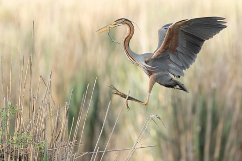 Purple Heron (Ardea purpurea) flying, Baden-Wuerttemberg, Germany, Europe