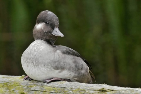 Bufflehead (Bucephala albeola) female, California, USA, North America