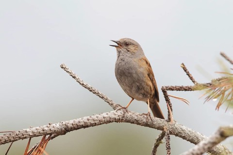 Dunnock (Prunella modularis) male singing, Switzerland, Europe