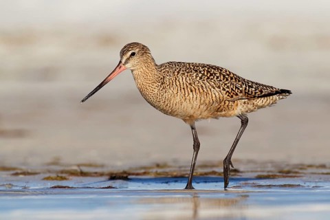 Marbled Godwit (Limosa fedoa), Florida, USA, North America