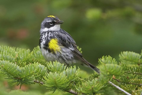 Myrtle Warbler (Setophaga coronata coronata), Newfoundland, Canada, North America