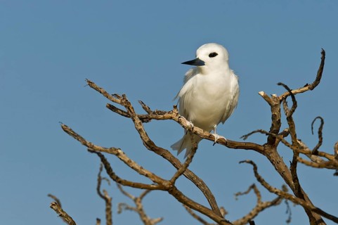 White Tern (Gygis alba), Hawaii, USA, North America