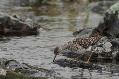 Wood Sandpiper (Tringa glareola), Dalarna, Sweden, Europe
